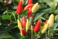 Prairie Fire Hot Pepper Seeds - 25+ Pack, Capsicum annuum, Fiery Small Peppers for Garden, Container & Bed Planting, USA Grown
