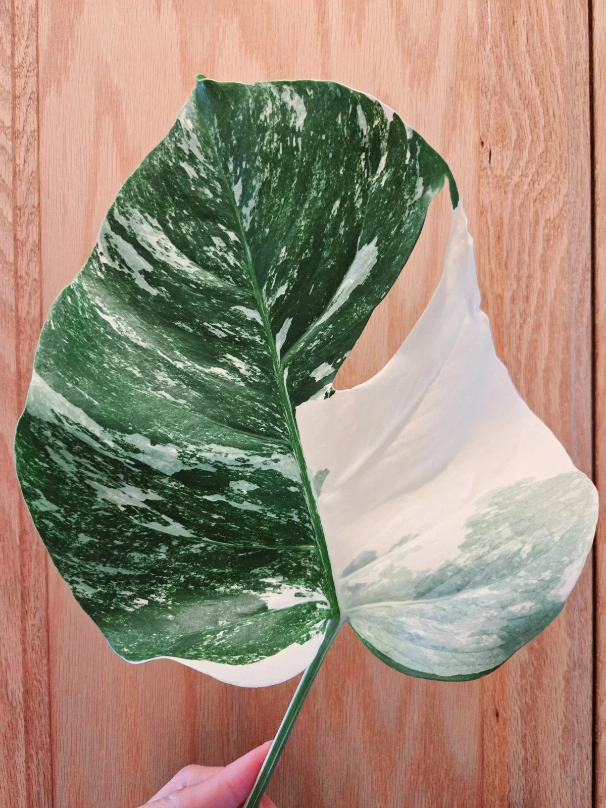 Monstera Albo Variegated Cutting - Rare Lightly Rooted Monstera deliciosa var. albo-variegata for Indoor Garden