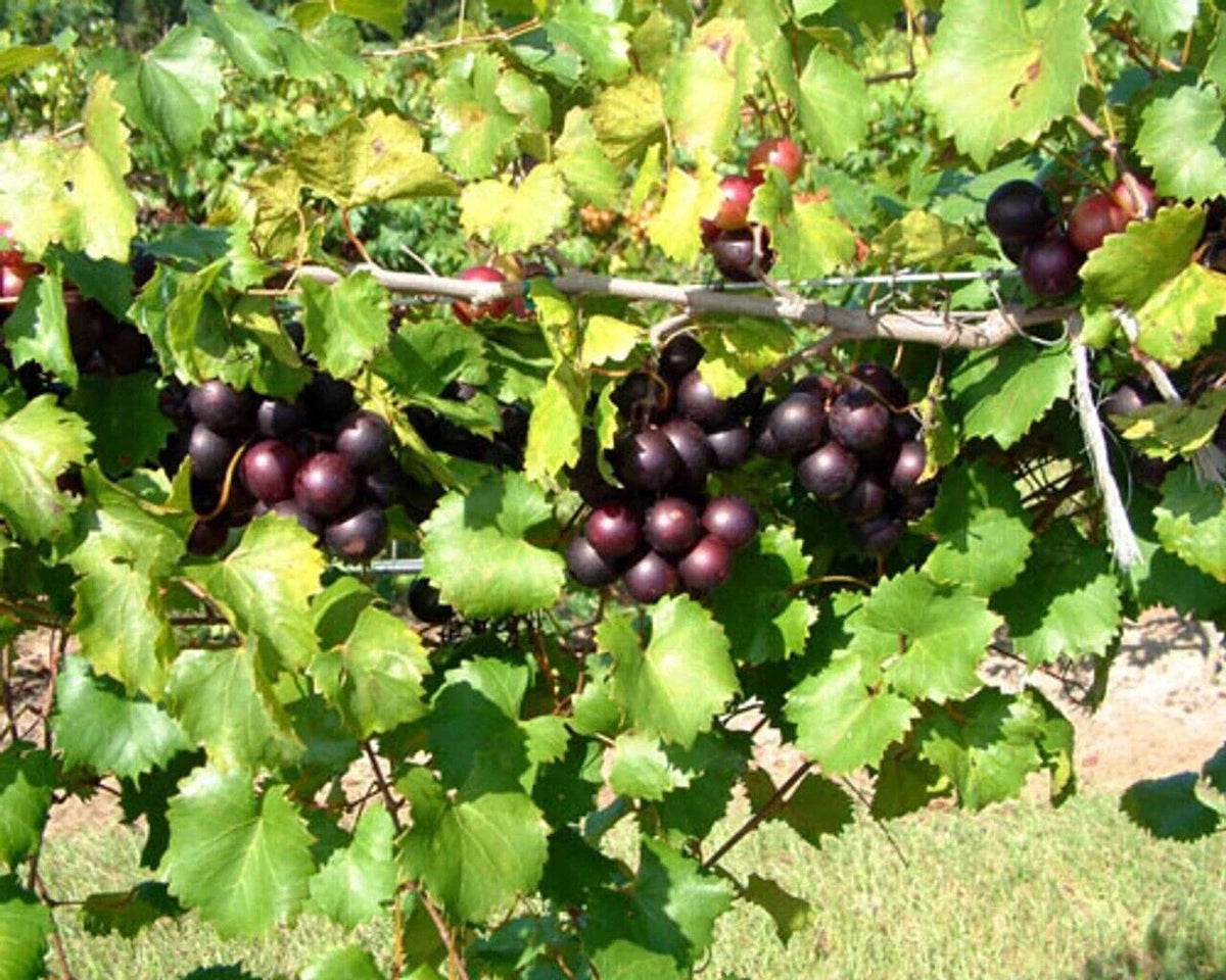 Muscadine Grape Starter Plant - Deep Purple-Black Fruit, Edible, Cold Hardy, Vitis spp, Self-Fertile, Vertical Garden