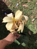 Ivory Canna Lily Live Plant Rhizome in Gallon Pot - Rare Canna indica Flowering Garden Plant