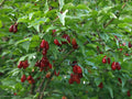 Cornelian Cherry Dogwood Tree Seeds - Edible Fruit, Hardy, Showy Flowers - Cornus mas, Pack of Seeds