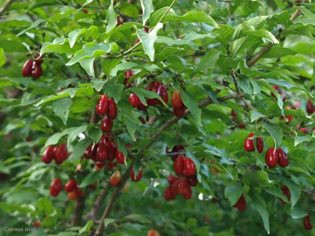 Cornelian Cherry Dogwood Tree Seeds - Edible Fruit, Hardy, Showy Flowers - Cornus mas, Pack of Seeds
