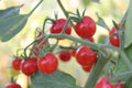Super Sweet 100 Cherry Tomato Seeds - Heirloom Solanum lycopersicum, 100+ Seeds for Home Garden, Prolific, Sweet, Full Sun