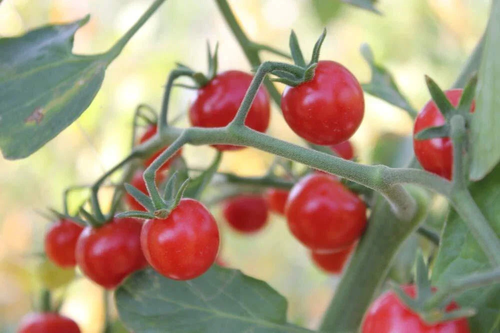 Super Sweet 100 Cherry Tomato Seeds - Heirloom Solanum lycopersicum, 100+ Seeds for Home Garden, Prolific, Sweet, Full Sun