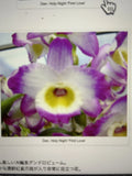 Orchid Plant - 1 Rooted Stem - Dendrobium Holy Night First Love - Exotic Flowering Houseplant - Perennial Orchid