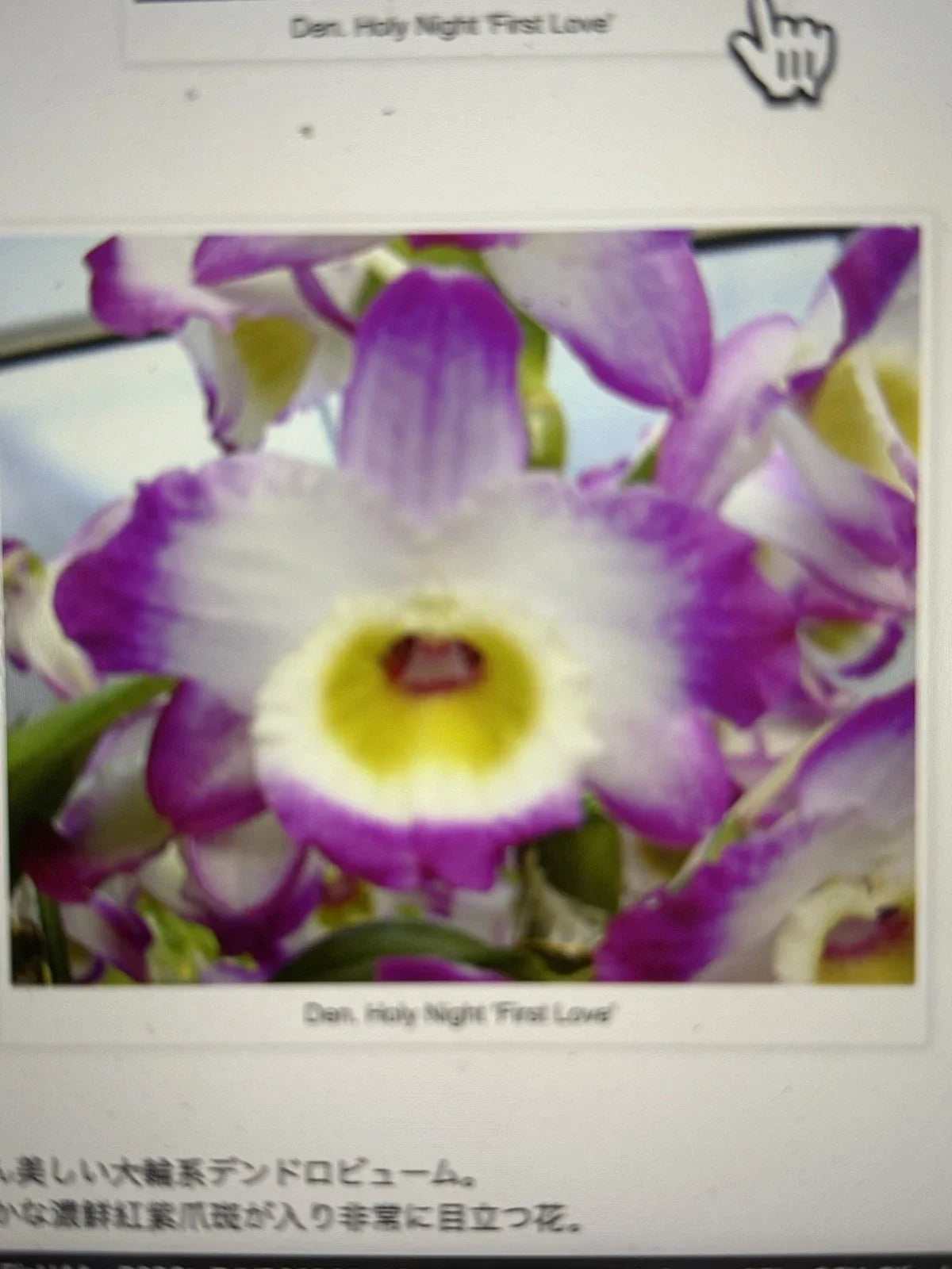 Orchid Plant - 1 Rooted Stem - Dendrobium Holy Night First Love - Exotic Flowering Houseplant - Perennial Orchid