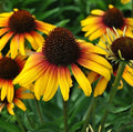 Yellow Orange Coneflower Seeds - Perennial Echinacea purpurea for Pollinator Gardens, 50 Pack