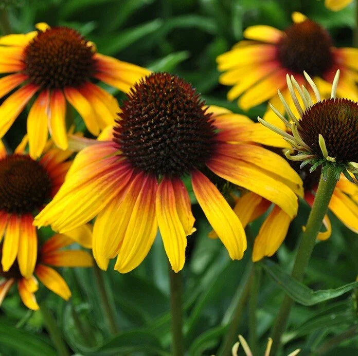 Yellow Orange Coneflower Seeds - Perennial Echinacea purpurea for Pollinator Gardens, 50 Pack