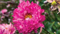Anemone Windflower 'Puff Pink' Live Plant - Perennial with Pink Pom Pom Flowers - Anemone hupehensis, 1-Gallon Container