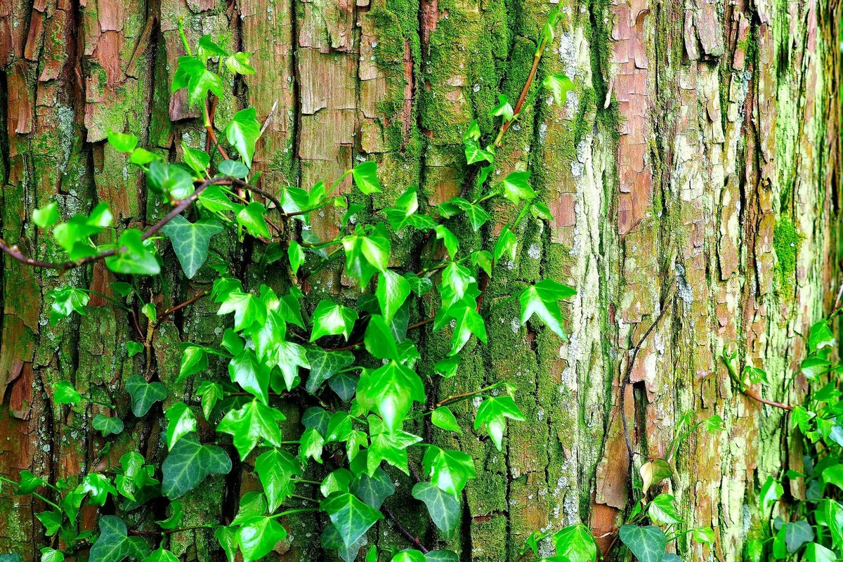 Climbing Ivy Seeds - Boston Ivy Vine - Parthenocissus tricuspidata - Easy to Grow 50 Pack