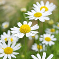 German Chamomile Seeds - Non-GMO Herbal Tea Plant - Scented Mayweed (Matricaria chamomilla) for Garden or Container