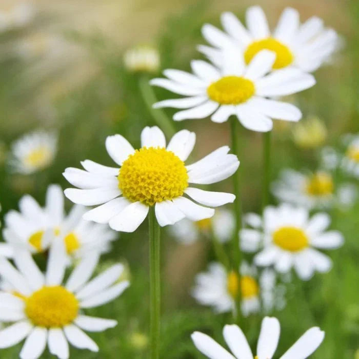 German Chamomile Seeds - Non-GMO Herbal Tea Plant - Scented Mayweed (Matricaria chamomilla) for Garden or Container