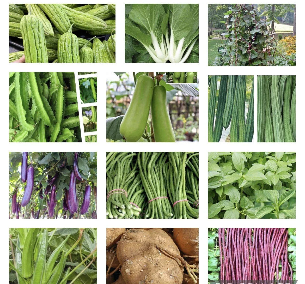Asian Vegetable Seeds Packets – 20 Varieties for Home Garden, Filipino & Asian Vegetables, Organic Seeds, USA Seller