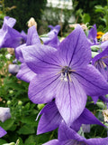 Balloon Flower Seeds Blue Platycodon Grandiflorus 50+ Count, Perennial Clump-Forming, Easy to Grow, Pollinator-Friendly