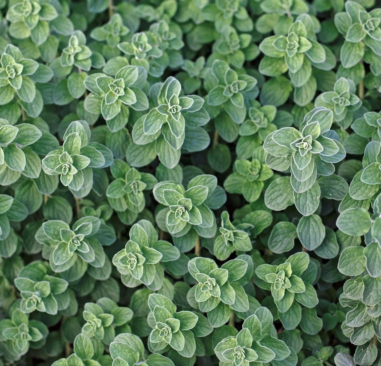 Greek Oregano Seeds 1000+ Count, Aromatic Herb, Butterfly Attractant, Origanum vulgare, Perennial, Full Sun, Well-Drained Soil