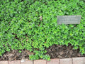 Heirloom Marjoram Seeds 1400 Packets - Fragrant Culinary Herb Origanum majorana for Indoor Outdoor Gardening