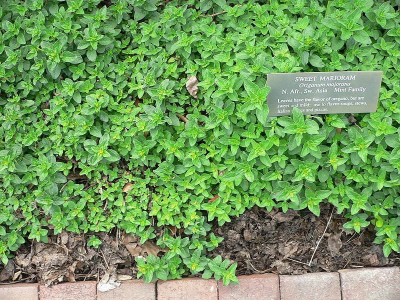 Heirloom Marjoram Seeds 1400 Packets - Fragrant Culinary Herb Origanum majorana for Indoor Outdoor Gardening