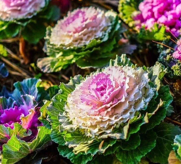 Non-GMO Ornamental Kale Seeds, Brassica Oleracea, Compact Bushy, Vibrant Colors, Garden, Container, Cool-Season, USA
