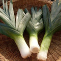 Big Giant Leek Seeds 500 Pack Non-GMO Heirloom Allium ampeloprasum for Home Garden & Culinary Use
