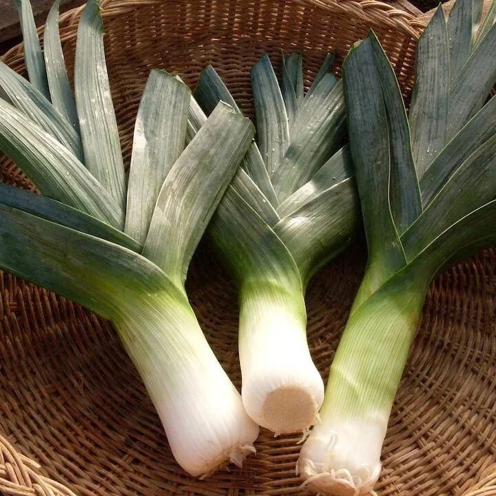 Big Giant Leek Seeds 500 Pack Non-GMO Heirloom Allium ampeloprasum for Home Garden & Culinary Use