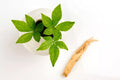 50 Female Ginseng Seeds - Panax quinquefolius - Medicinal Herb, Herbaceous Perennial, Shipped from Iowa