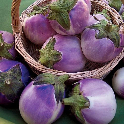 Round Mauve Eggplant Seeds – Non-GMO Solanum Melongena Vegetable, 50+ Seeds for Home Garden & Container Growing