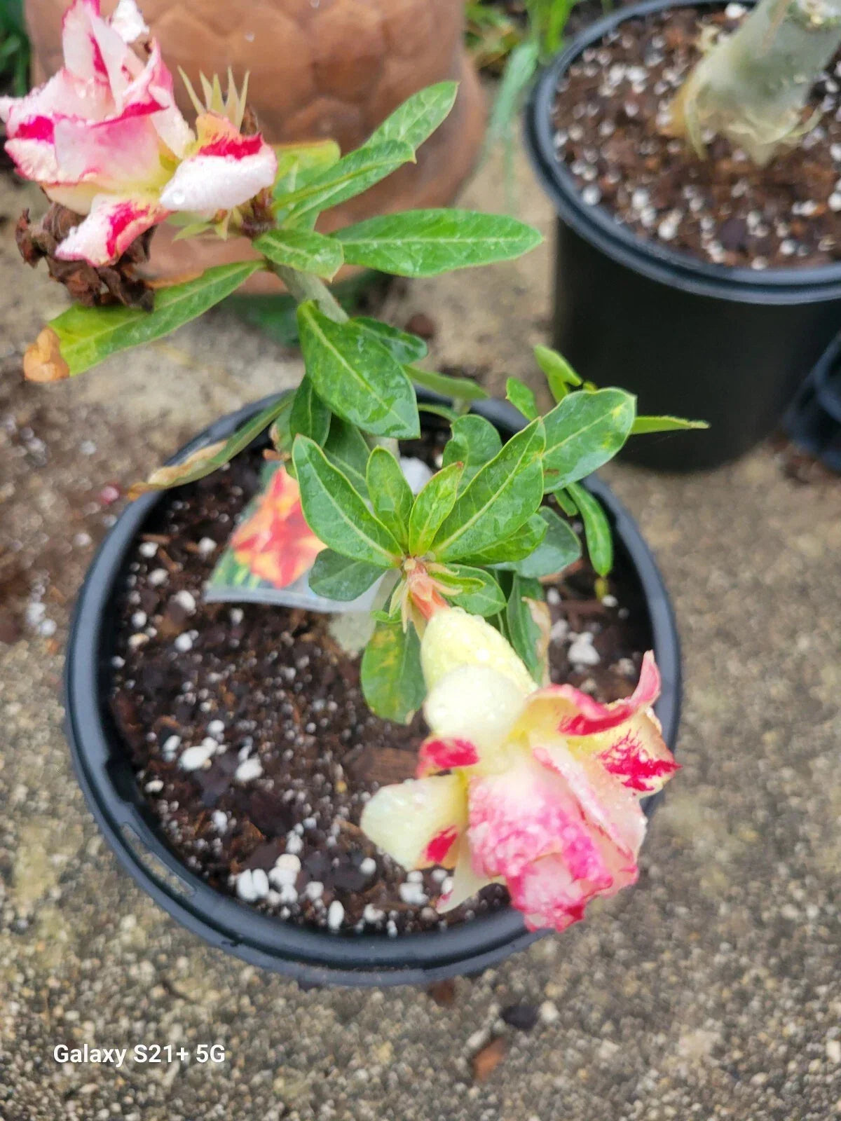 Triple Flowered Desert Rose Adenium obesum 1 Gallon Pot | Rare Branching Plant with Vibrant Blooms
