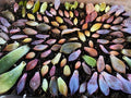 Assorted Succulent Leaves for Propagation - Variety Pack with Free Shipping