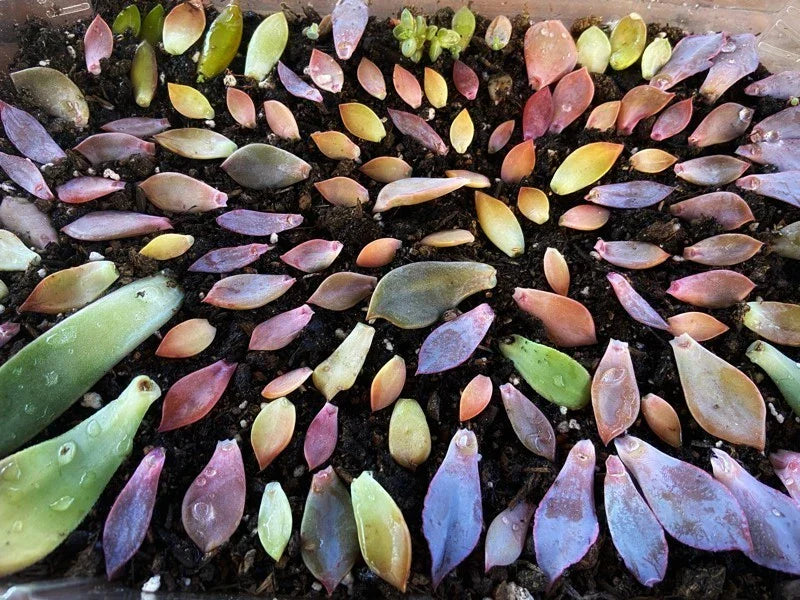 Assorted Succulent Leaves for Propagation - Variety Pack with Free Shipping