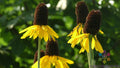 Giant Coneflower Seeds - Rudbeckia hirta, 200+ Premium Seeds for Garden, Wildflower, Border, Cut Flower, USA Grown