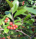 Red Chokeberry Seeds - Aronia arbutifolia, Edible Berries, Ornamental Shrub, Native Fruit Plant, 30 Seeds