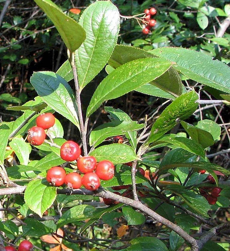 Red Chokeberry Seeds - Aronia arbutifolia, Edible Berries, Ornamental Shrub, Native Fruit Plant, 30 Seeds