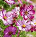 Cosmos Seeds 100 Ct - Radiance Variety - Cosmos bipinnatus - Cut Flower Garden Planting