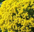 Alyssum Basket of Gold Seeds - Low-Growing Yellow Flower Seeds - Lobularia maritima - Full Sun Annual Garden Seeds