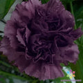Grenadin King of Blacks Carnation Seeds – Dianthus caryophyllus – Dark Red & Black Flower Seeds for Gardens, Borders, Containers