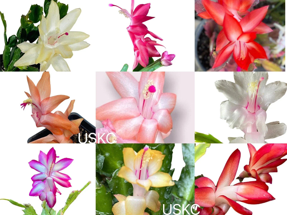 Unrooted Thanksgiving Cactus Leaf Cuttings Schlumbergera truncata for Propagation and Houseplants