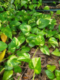 Golden Pathos Live Plant Cuttings - 6 Rooted 3"-6" Cuttings - Epipremnum aureum Indoor/Outdoor
