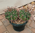 Live Rooted Ferocactus herrerae Double Headed Twisted Barrel Cactus Plant for Home Decor & Gardening