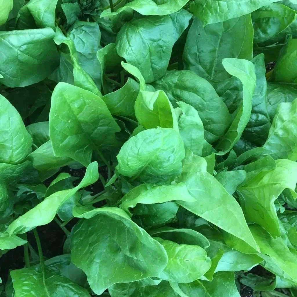Viroflay Spinach Seeds - Monstrueux de Viroflay Non-GMO Heirloom Variety for Home Gardening, Spinacia oleracea
