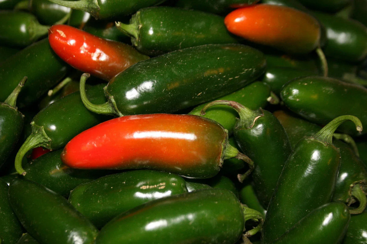 Hot Jalapeno Pepper Seeds Set of 100, Capsicum annuum, Spicy Garden Seeds for Salsas & Cooking