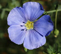 Blue Flax Seeds - 500+ Linum perenne Ornamental Flower Garden, Drought-Resistant, Easy to Grow, Pollinator Attracting Seeds