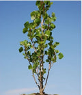 Love Bonsai Tree Cutting - Small Indoor Plant - Ficus microcarpa - Compact, Easy Care, Perfect for Home Decor & Gifts