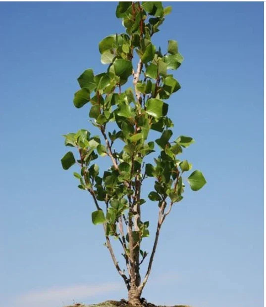 Love Bonsai Tree Cutting - Small Indoor Plant - Ficus microcarpa - Compact, Easy Care, Perfect for Home Decor & Gifts