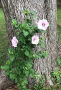 Rose of Sharon Hibiscus Live Plant Roots – 12 Starter Bushes, Deciduous Shrub, Hibiscus syriacus, Fast-Growing, Pollinator Attracting