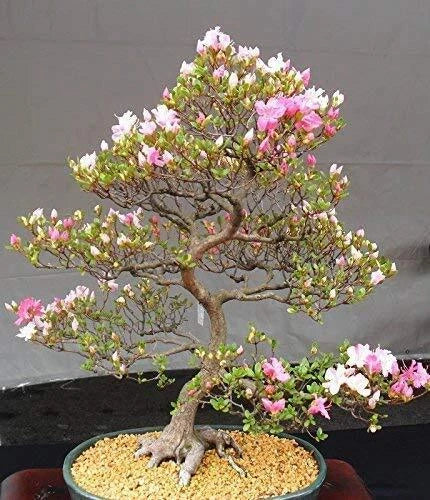 Japanese Cherry Blossom Bonsai Seeds - 10 Prunus serrulata Flowering Sakura Seeds for Indoor Gardening