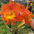 Cattleya Orchid Plant 4.5" Pot Rlc Star Of Siam Near Blooming Size Exotic Flowering Houseplant