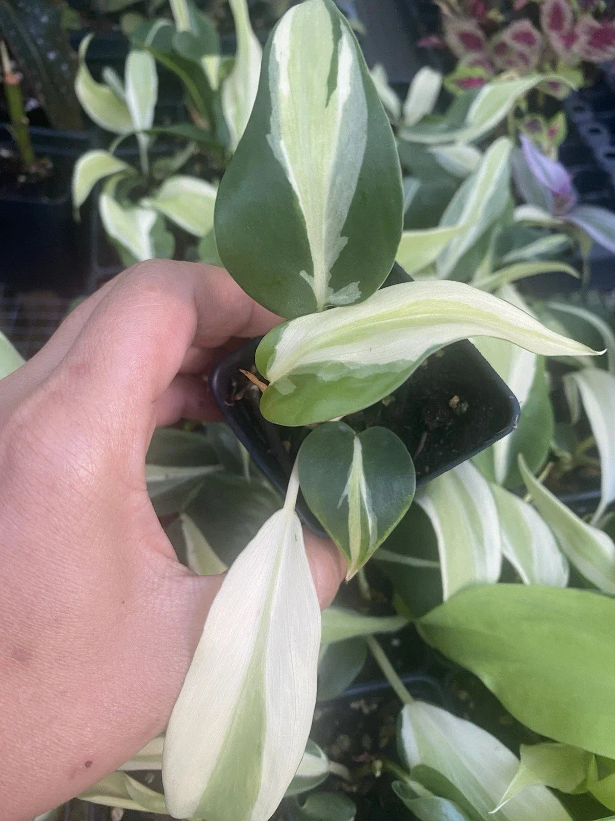 Philodendron Silver Stripe Live Houseplant in 2-Inch Pot | Rooted Philodendron hederaceum 'Silver Stripe' Indoor Plant