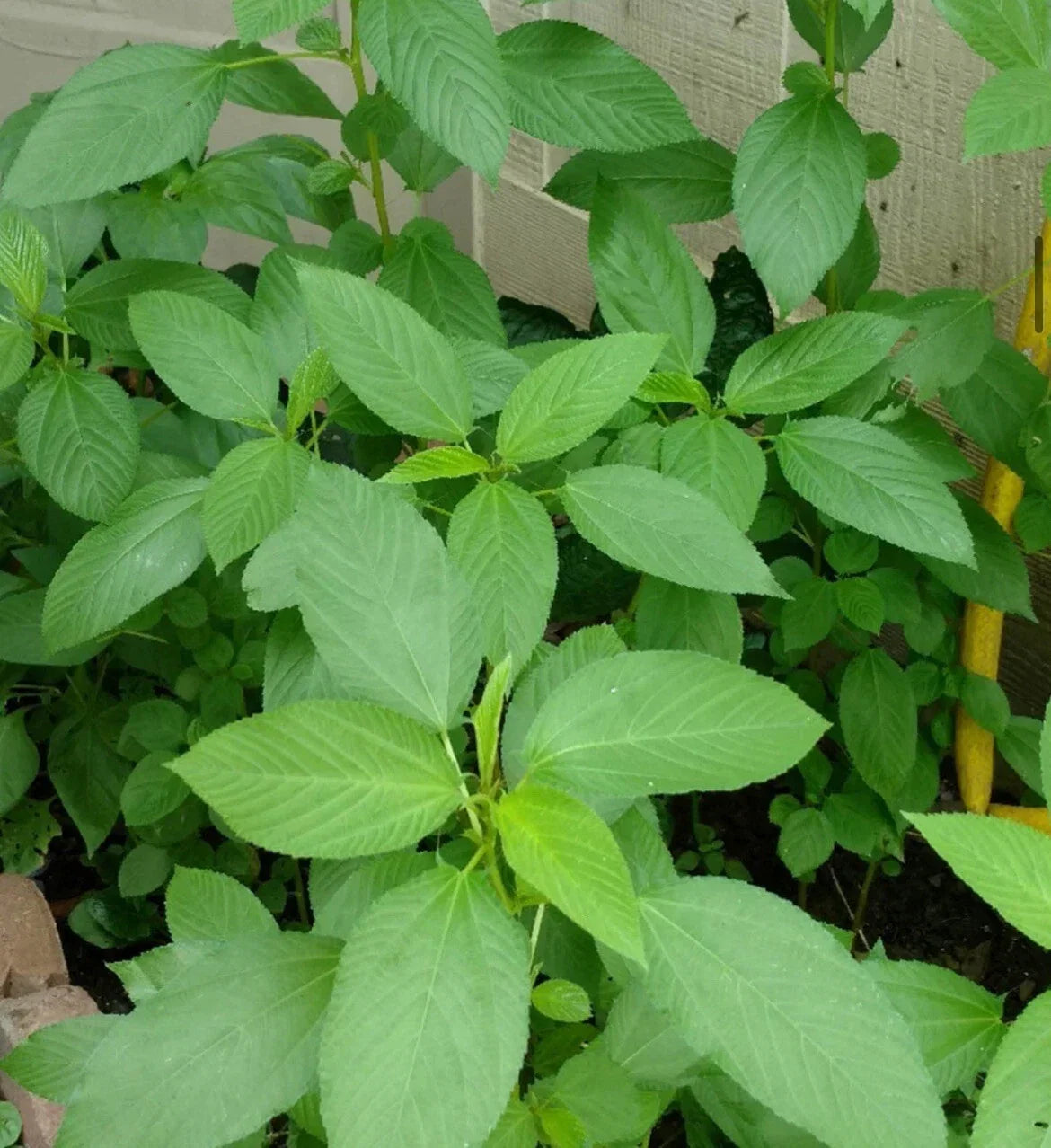 Egyptian Spinach Seeds - Saluyot Jute Molokhia Corchorus olitorius - Heirloom Vegetable Garden Seeds, 200+ Seeds