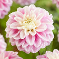 Fluffles Dahlia Seeds - 25 Perennial Flower Seeds for Gardens, Bright Multi-Color Blooms, Dahlia pinnata, Full Sun, Easy to Grow