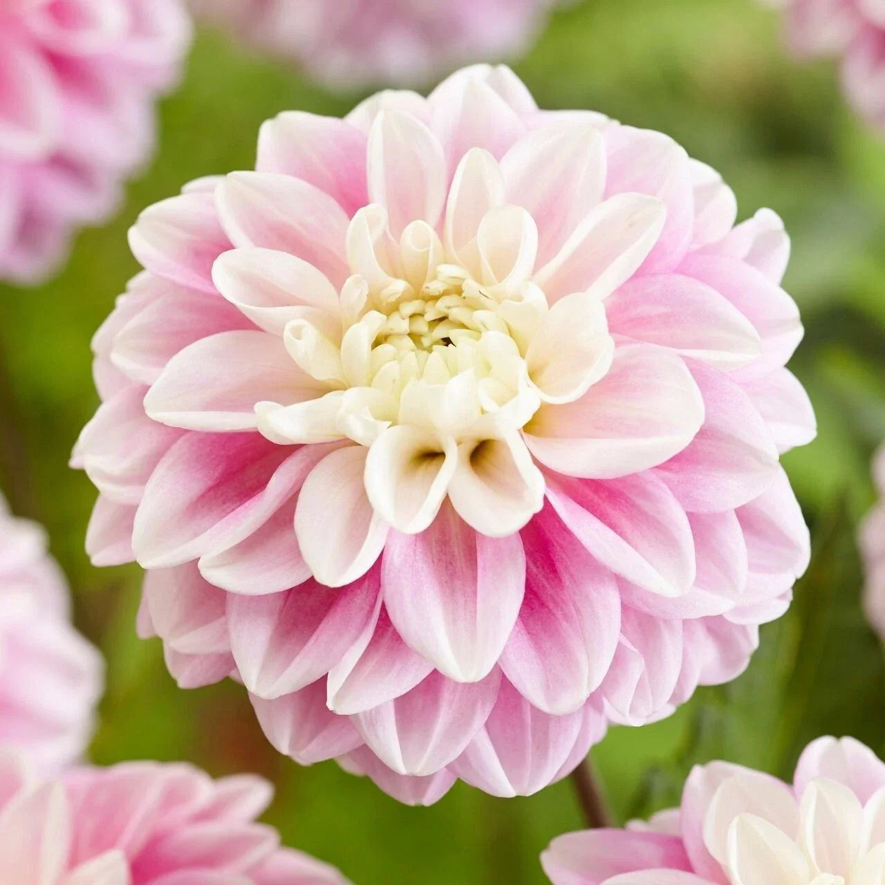 Fluffles Dahlia Seeds - 25 Perennial Flower Seeds for Gardens, Bright Multi-Color Blooms, Dahlia pinnata, Full Sun, Easy to Grow